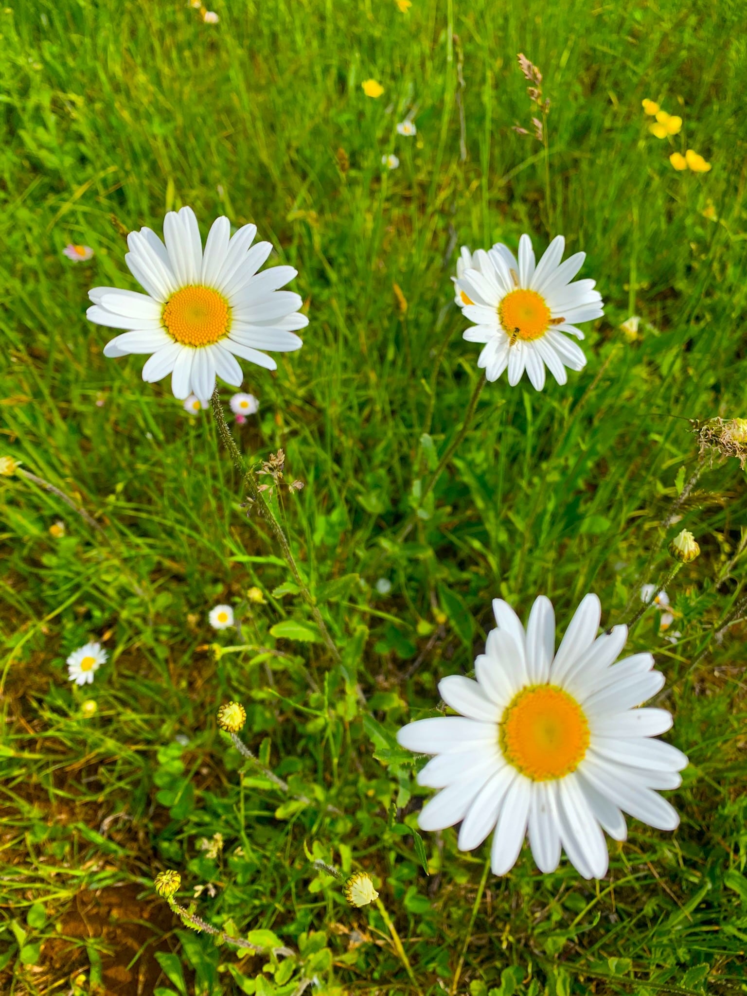 Melina Jurčić Melinadigital Foto