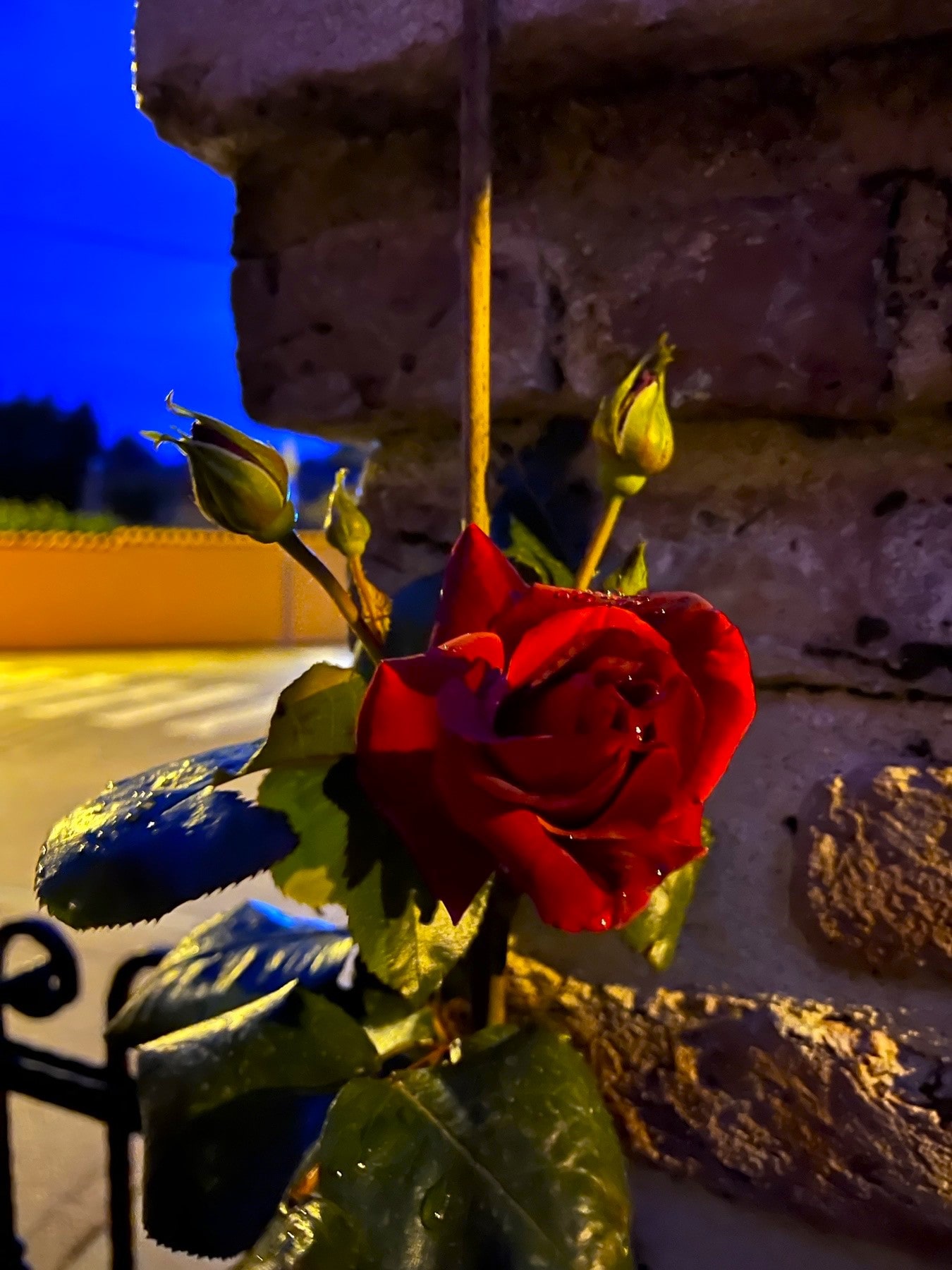 Melina Jurčić Melinadigital Foto