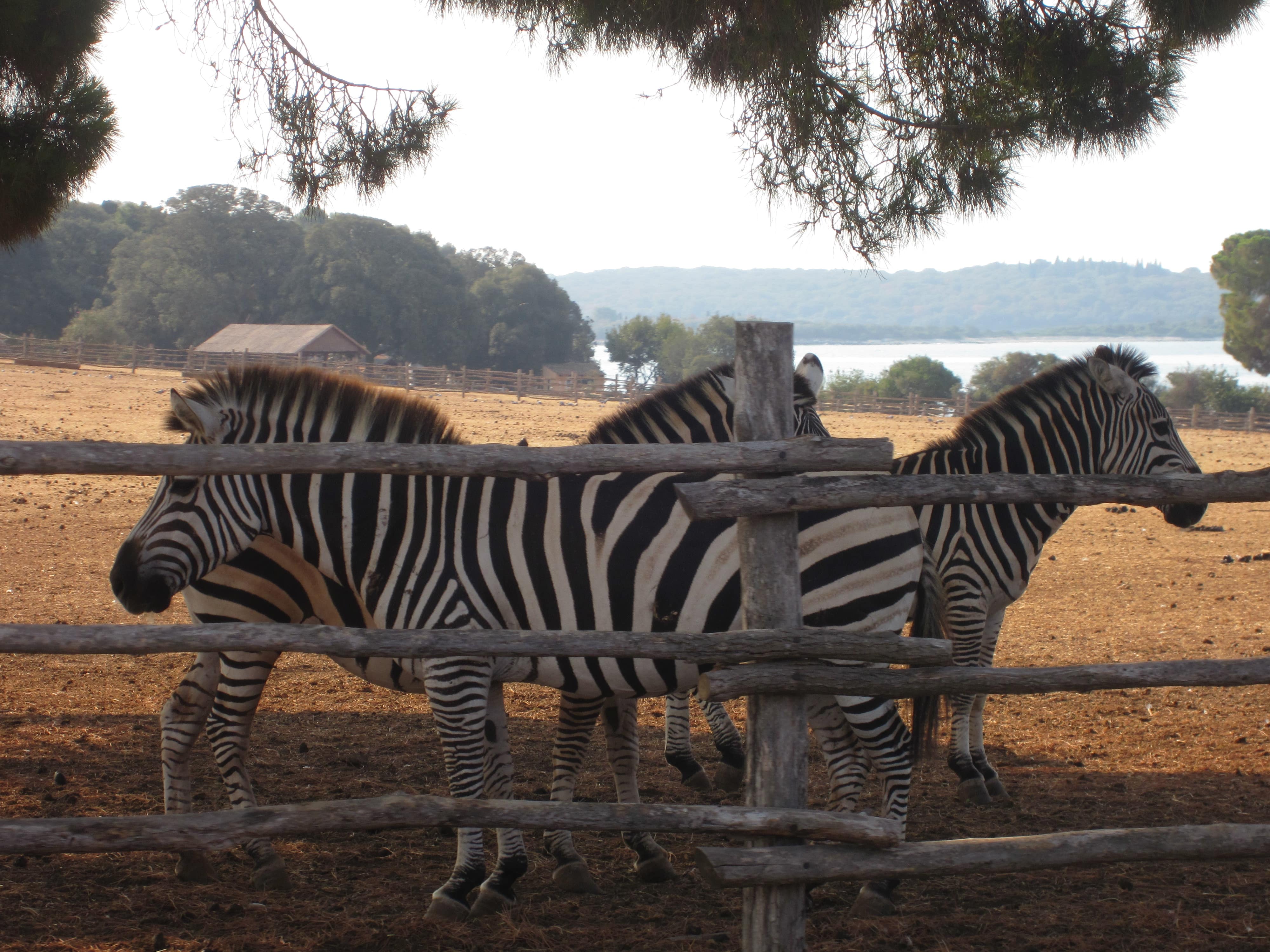 Melina Jurčić Melinadigital Foto