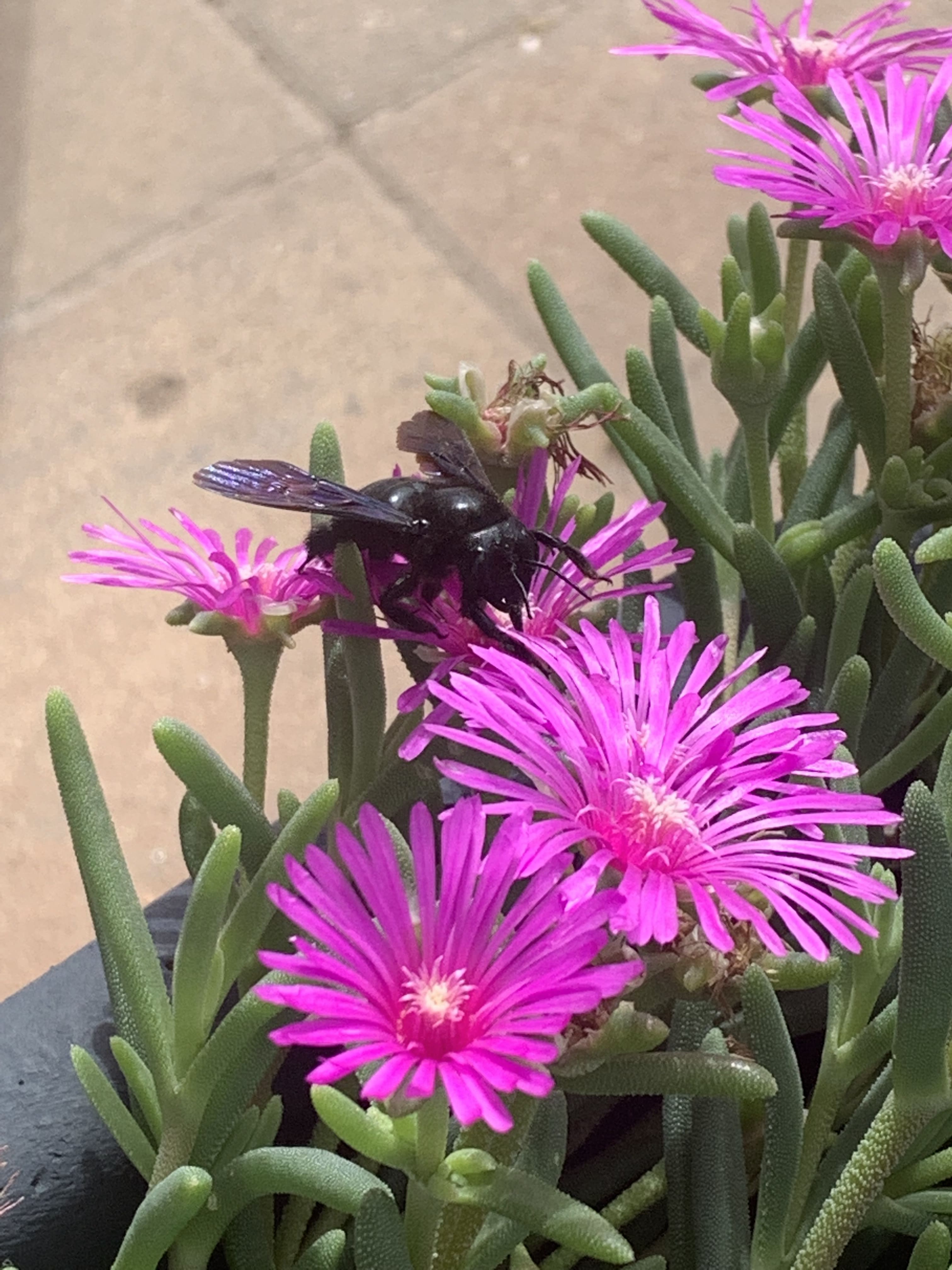 Melina Jurčić Melinadigital Foto