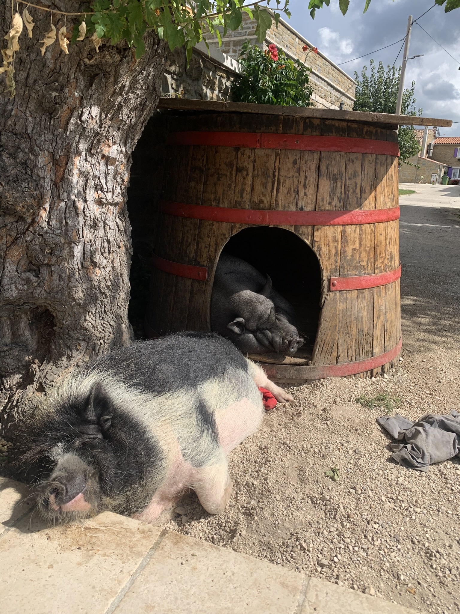 Melina Jurčić Melinadigital Foto