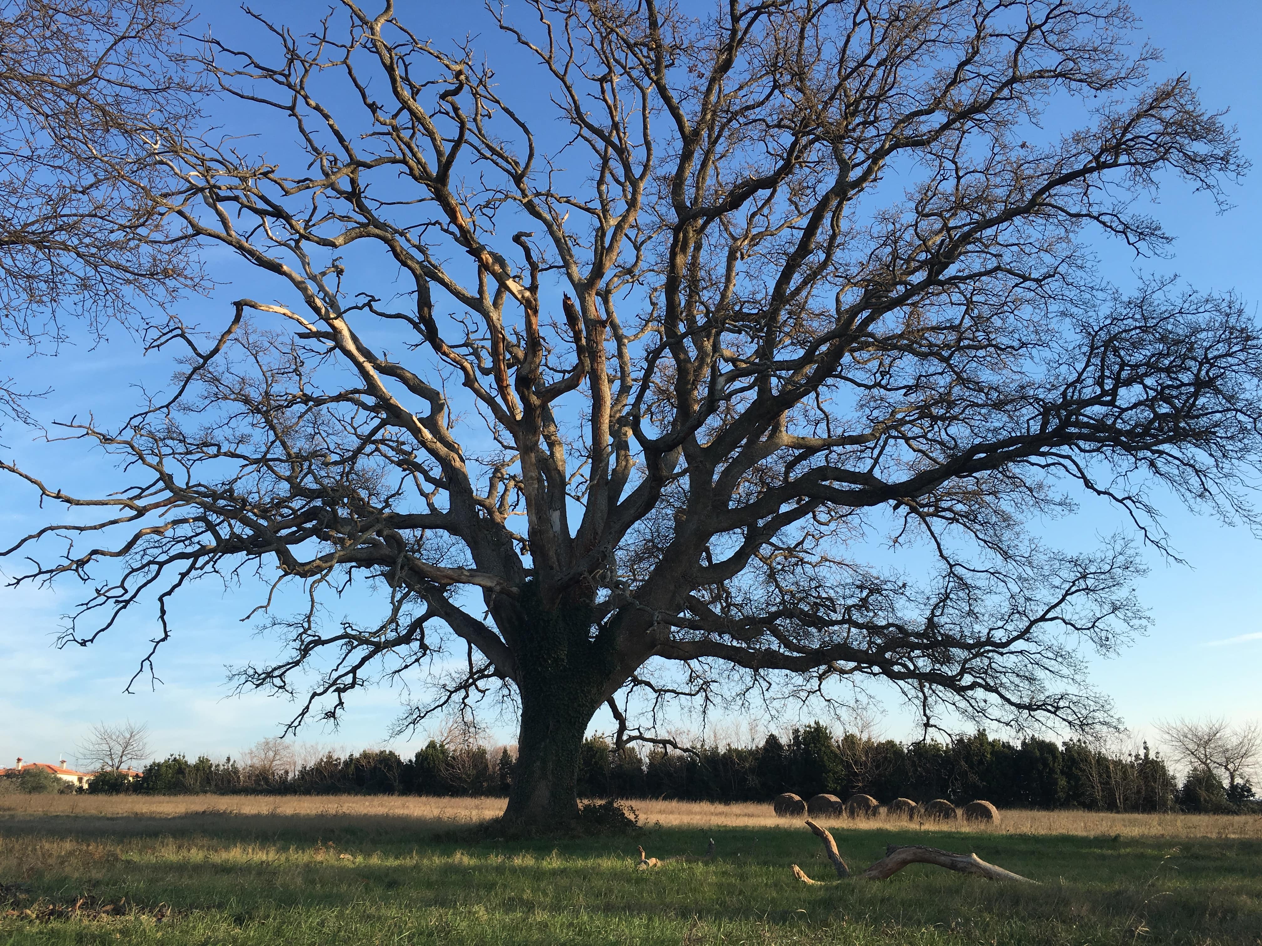 Melina Jurčić Melinadigital Foto