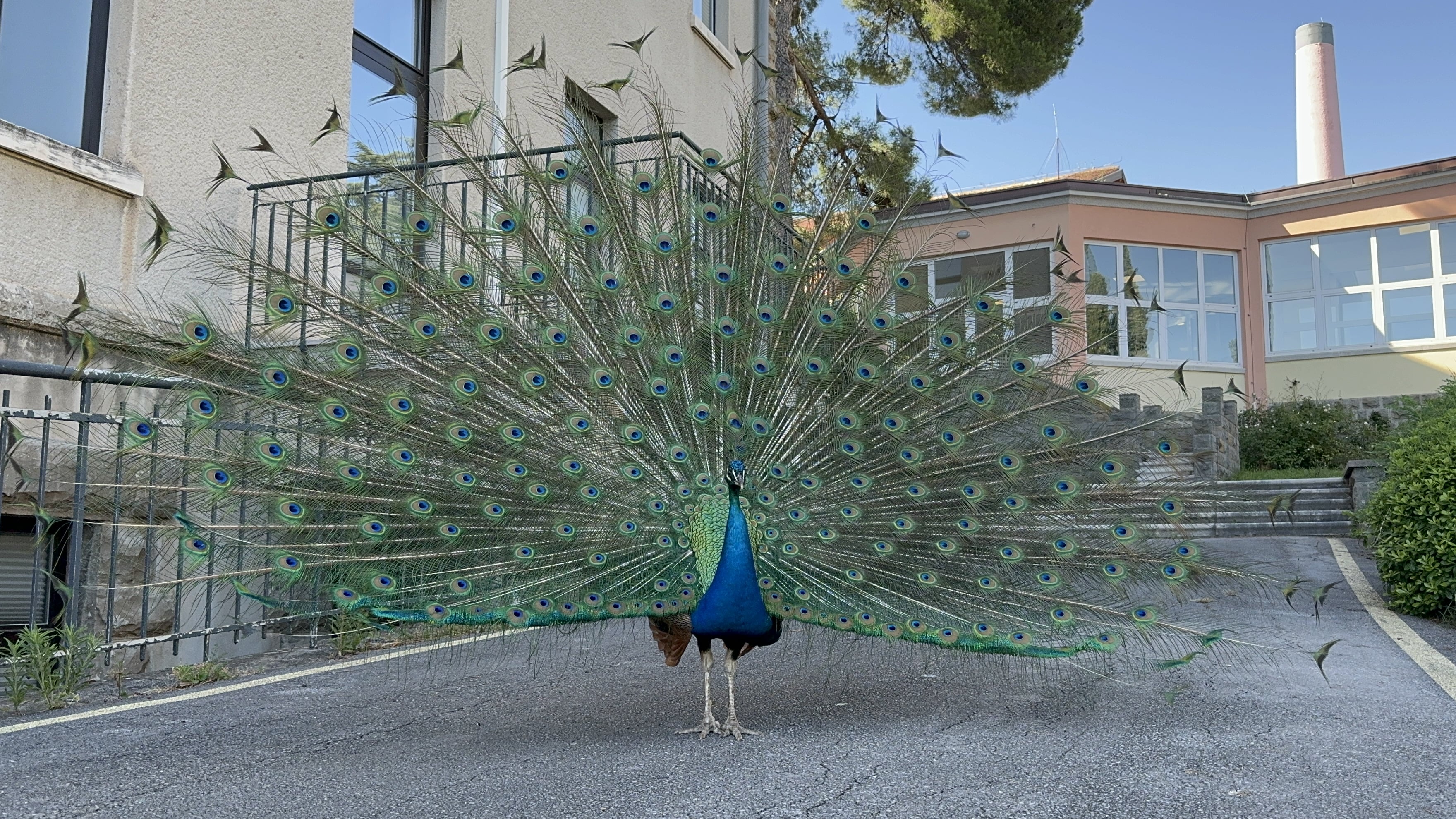 Melina Jurčić Melinadigital Foto