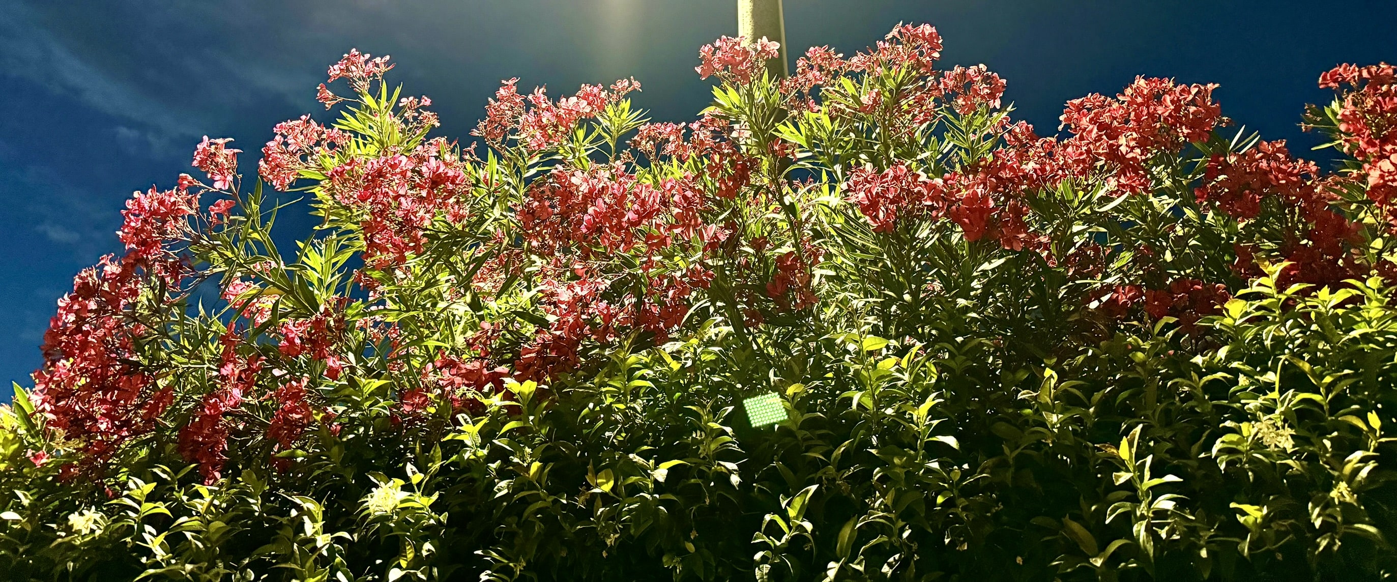 Melina Jurčić Melinadigital Foto