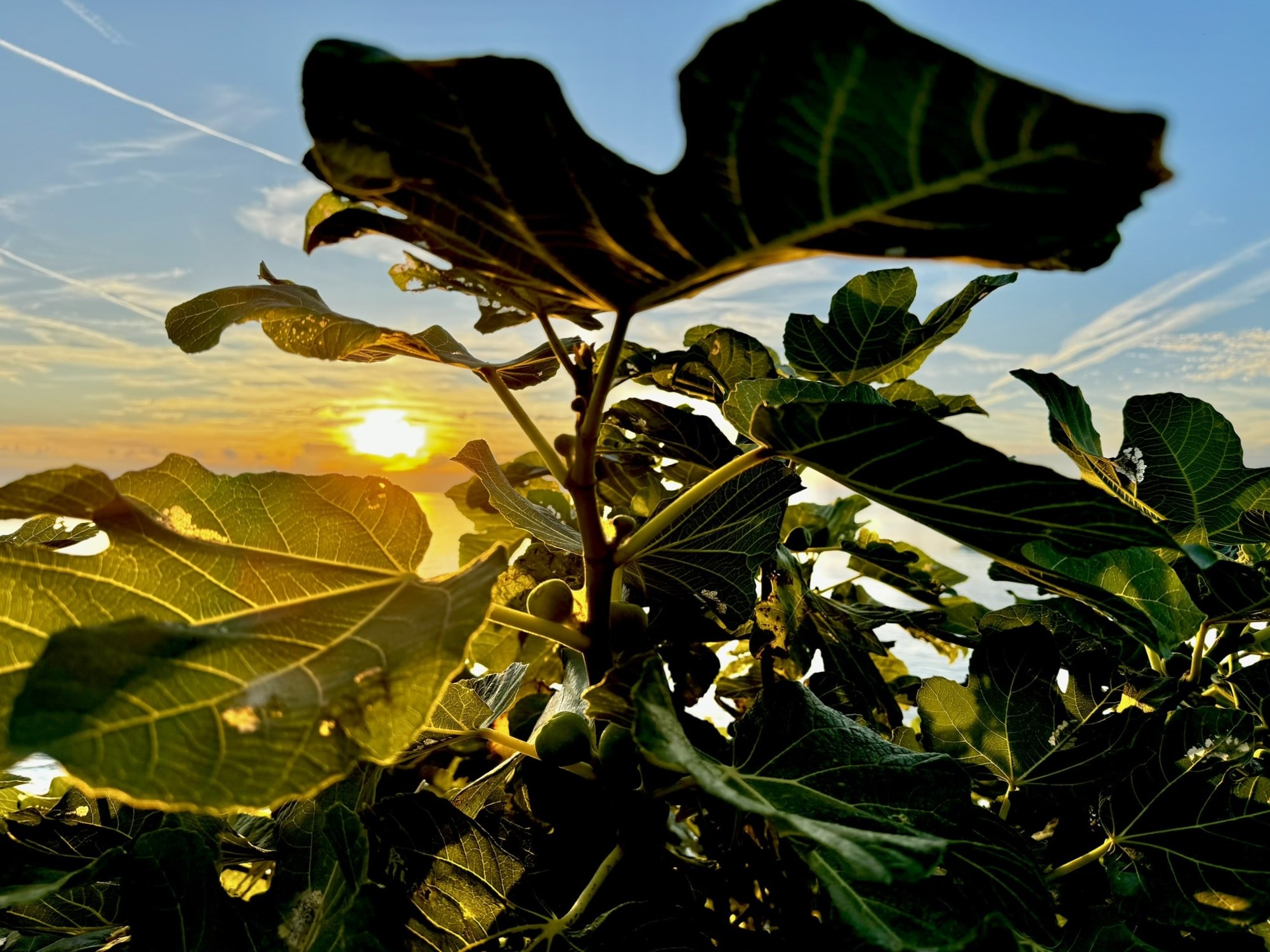 Melina Jurčić Melinadigital Foto