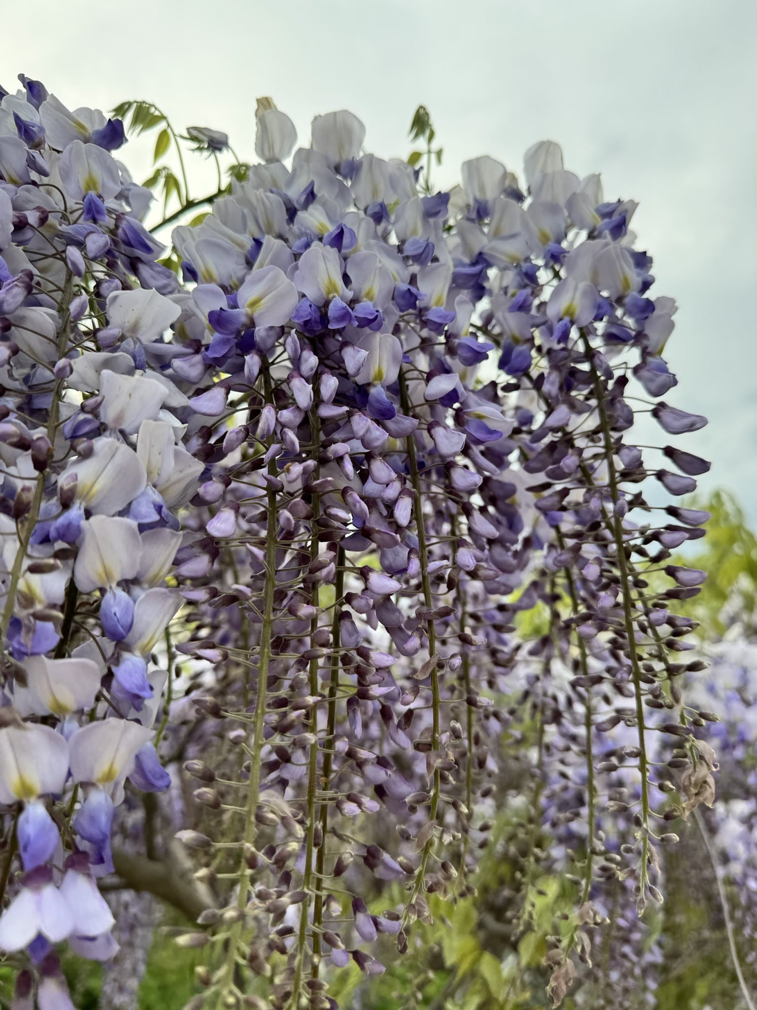 Melina Jurčić Melinadigital Foto