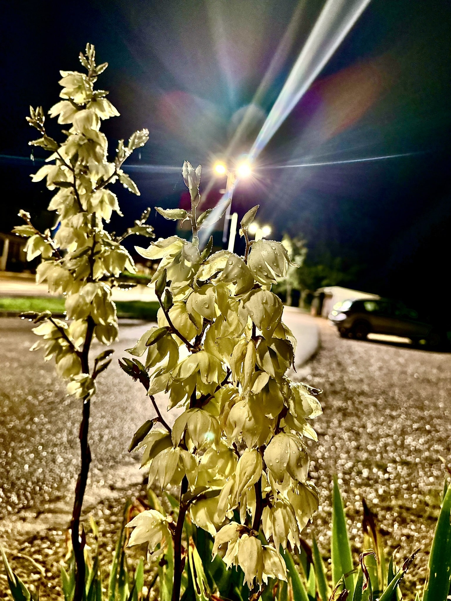 Melina Jurčić Melinadigital Foto