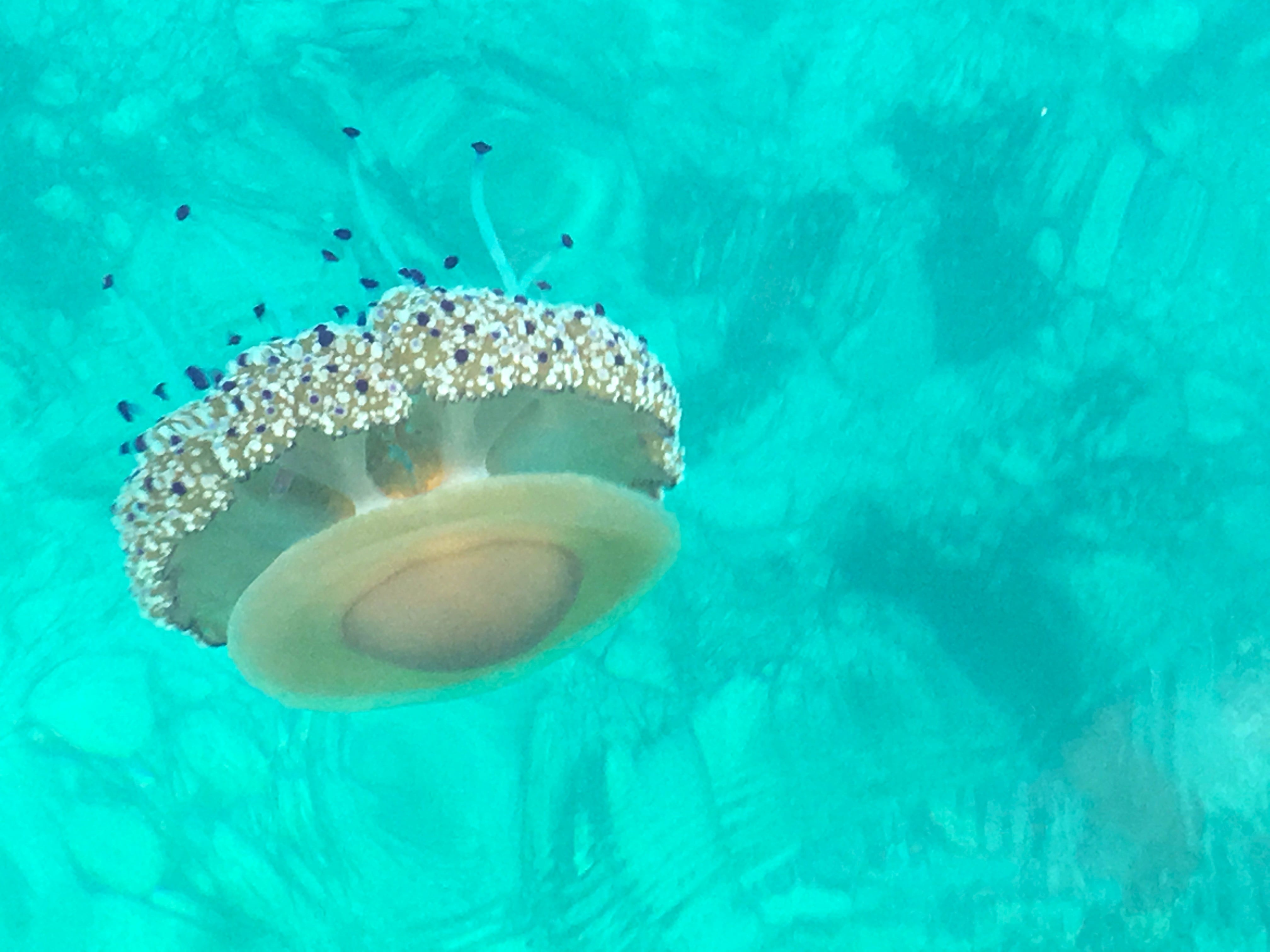 Melina Jurčić Melinadigital Foto